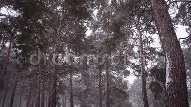 公园里的松树覆盖着暴风雪，冬天公园里的暴风雪。